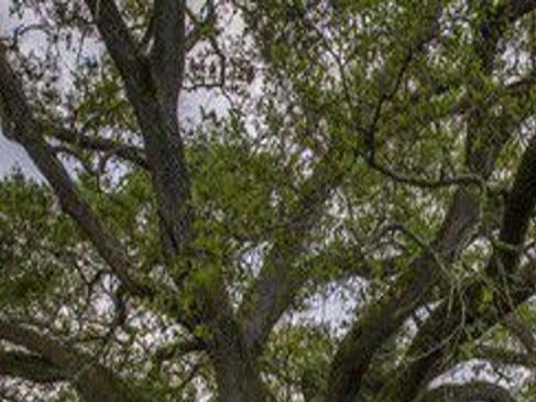 What Are Those Tassel Looking Things Falling From Live Oak Trees Home Garden Nola Com