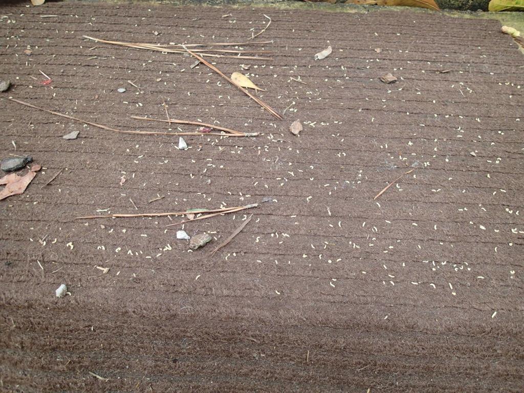 What Are Those Tiny Yellowish Worms Falling Out Of Pine Trees Dan Gill S Mailbag Home Garden Nola Com