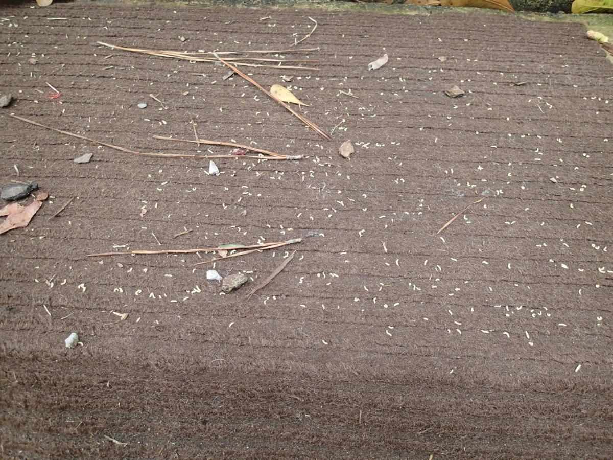 what are those tiny yellowish worms falling out of pine trees dan gill s mailbag home garden nola com