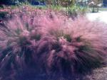Tall, graceful and often colorful, ornamental grasses make appealing and low-care landscape additions