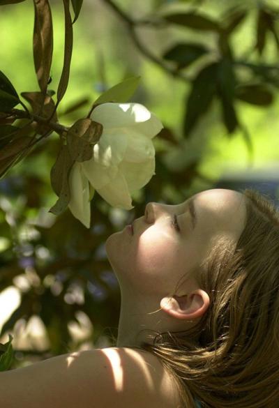 How To Properly Prune And Fertilize Magnolia Trees Home