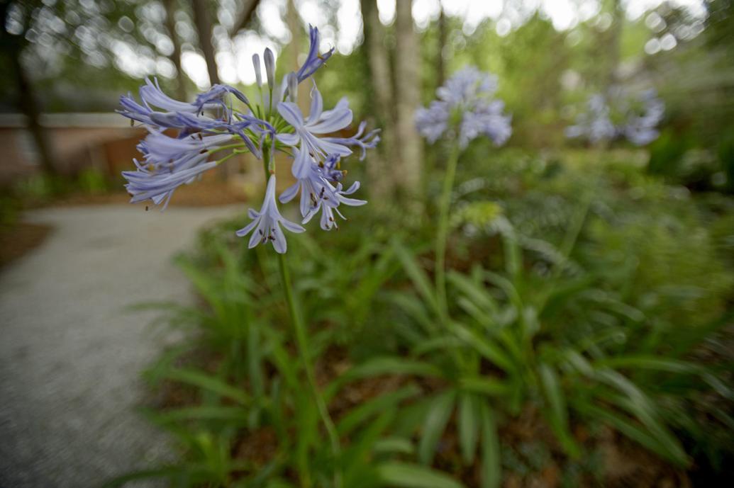 Deadhead your agapanthus. Dan Gill says garden gossip is wrong they
