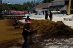 Sargassum removal