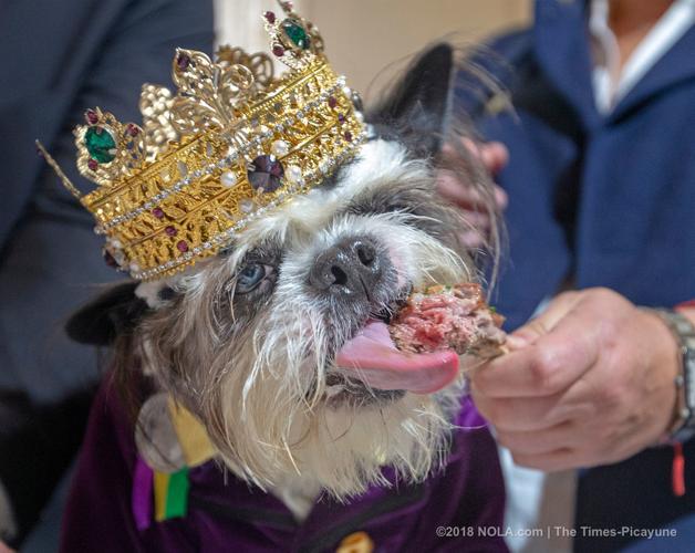 A lamb chop for Barkus royalty at Galatoire's in New Orleans, Hail
