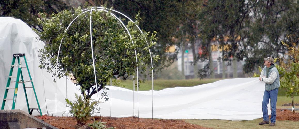 Growing citrus trees in southeast Louisiana? Tips for freezing weather, insects and other