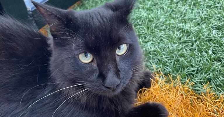 Meet Moo, the chill kitten and our pet of the week