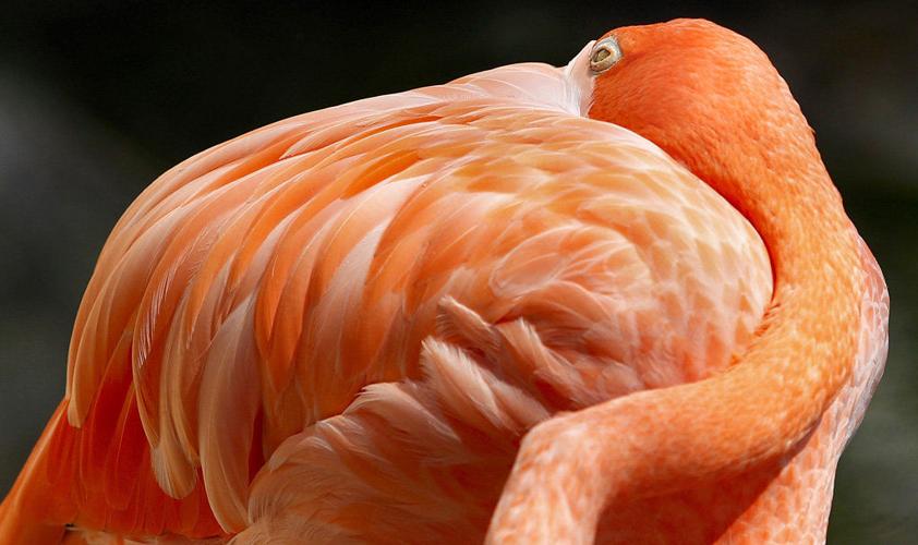Zoobilation and more things to do in New Orleans Wednesday Louisiana Zoobilation and more things to do in New Orleans Wednesday Louisiana