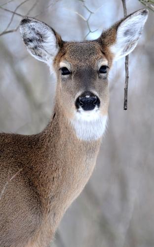 Are there more deer on the side of Lousiana highways right now? Yes ...