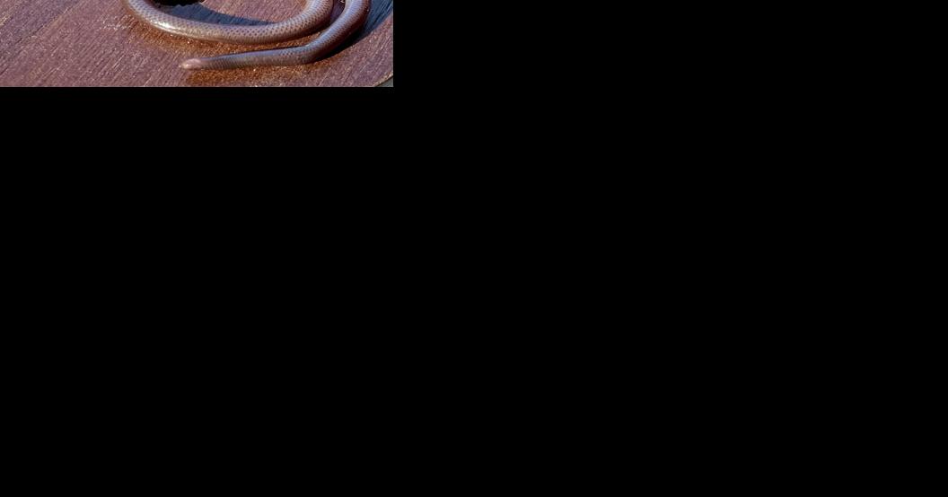 438px x 230px - The Brahminy Blindsnake: Meet the smallest snake in America |  Entertainment/Life | nola.com