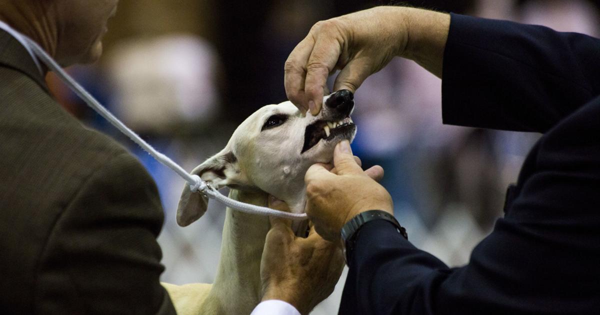 Your pet gets food, grooming and shots, but do you brush his teeth? Dental care can affect overall health | Entertainment/Life