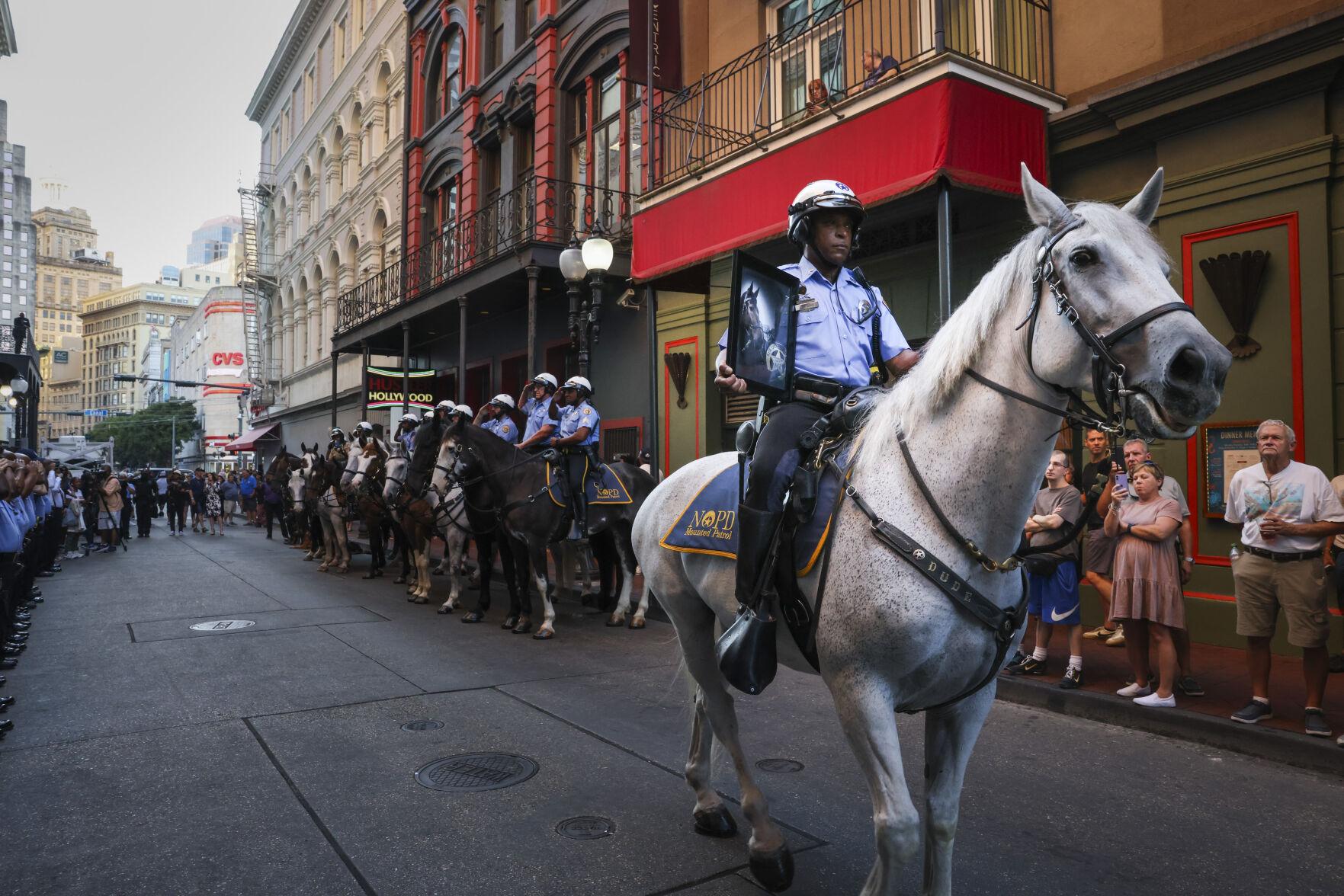 Photos, videos: Ace the New Orleans police horse dances, patrols, plays ...