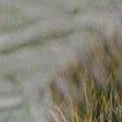Caroline's Treasures Dieren Vlag Myocastor Coypus Aka Nutria Or Swamp ...