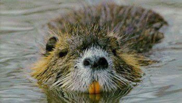 Nutria bounty (yes the nutria bounty) in Louisiana rises after #39 uptake