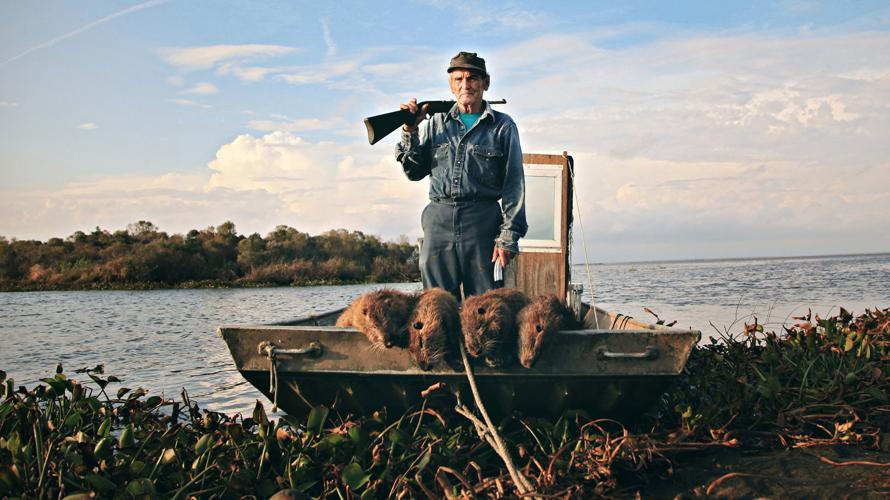 Nutria bounty (yes, the nutria bounty) in Louisiana rises after 'uptake