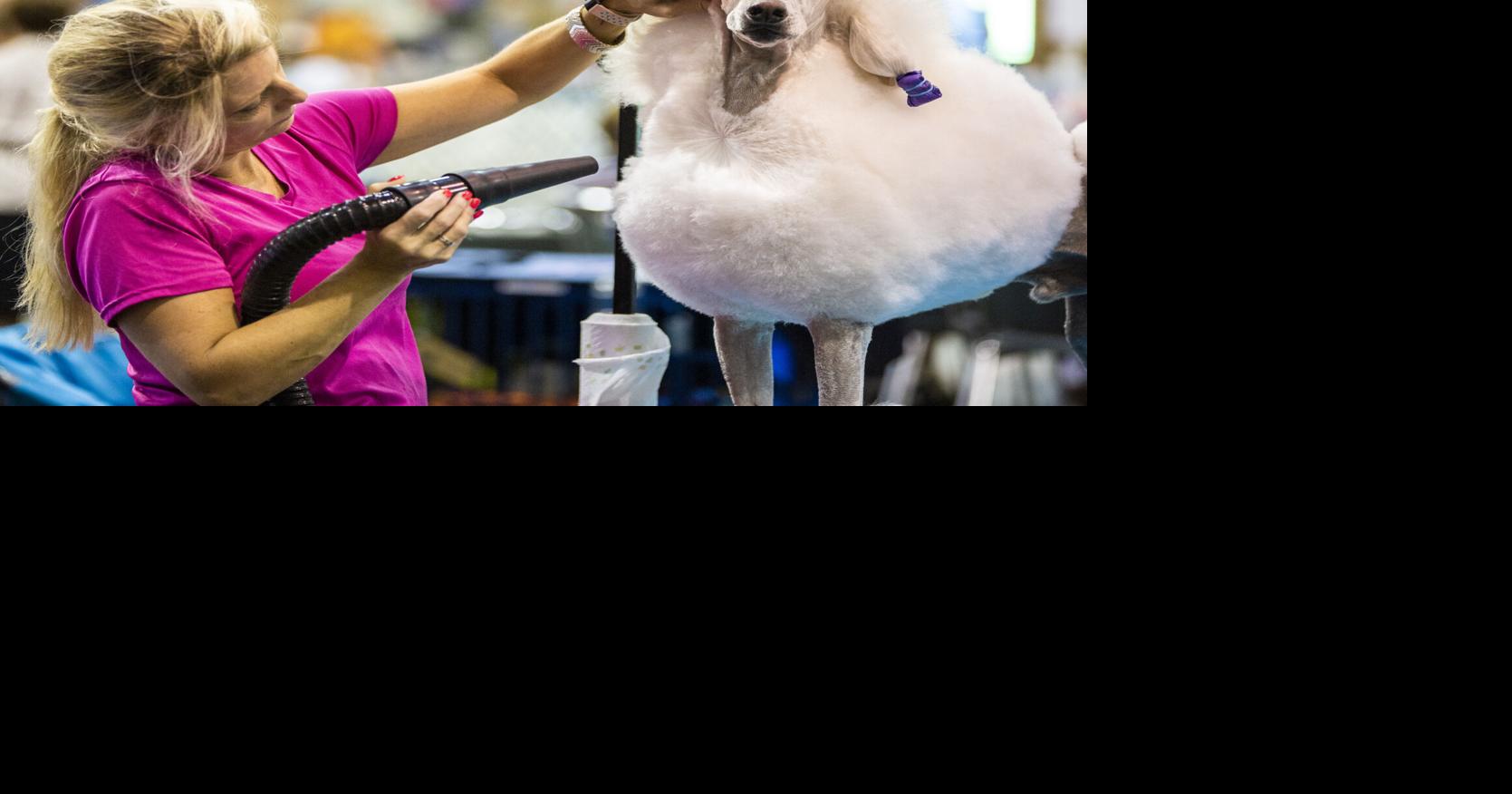 Grooming doesn’t just help your pet look pretty. It can also help them stay healthy.