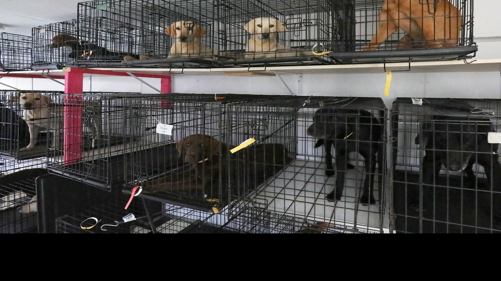 Nearly 50 Hunting Dogs Rescued By Northshore Humane Society From Overwhelmed Breeder One Tammany Nola Com