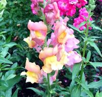 Even though it's winter, gardeners should keep on deadheading, weeding and mowing