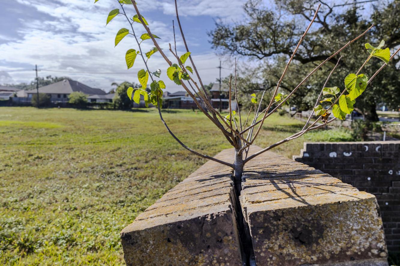 Picture Idea: New Orleans Green Infrastructure Plans Falter Under Cantrell