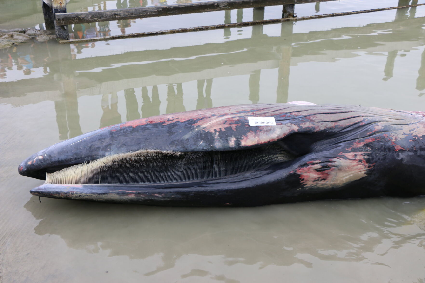 Here's What Killed One Of The Last Whales Of Newly Discovered Gulf Of ...