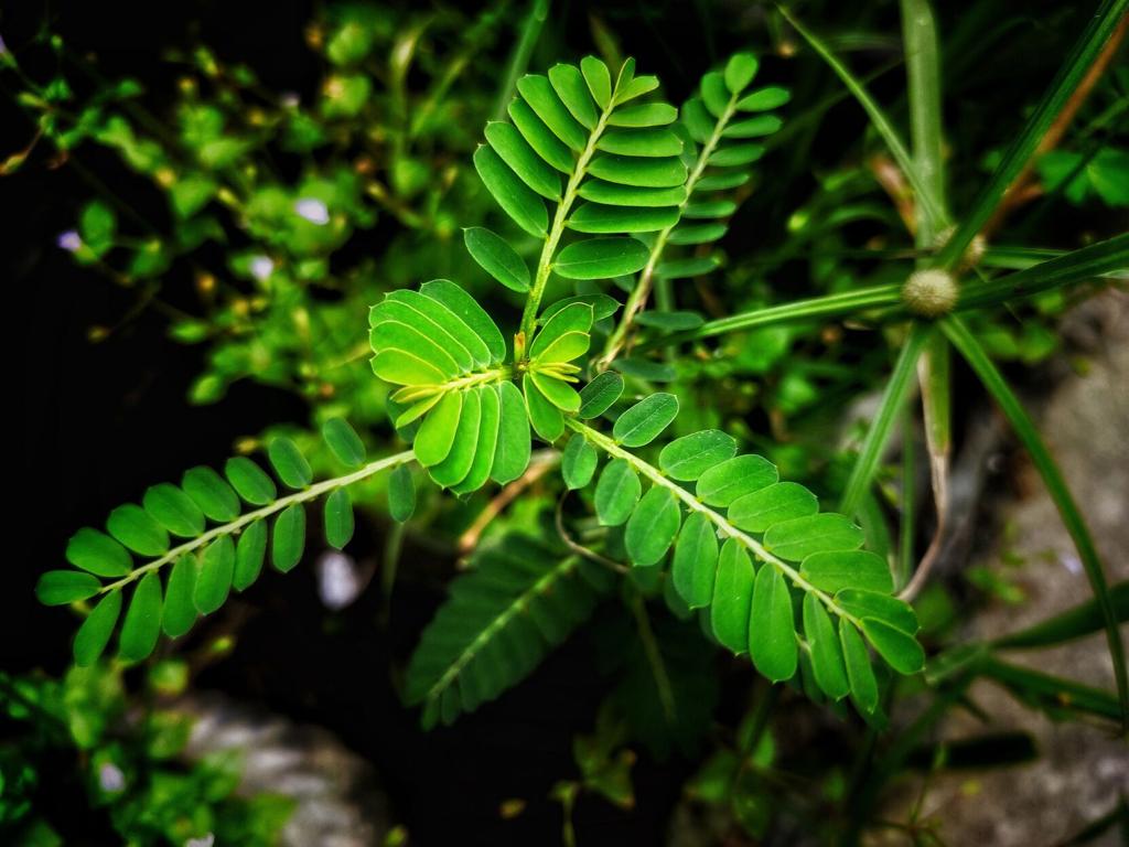 Chamberbitter weeds are a growing scourge on area gardens ...