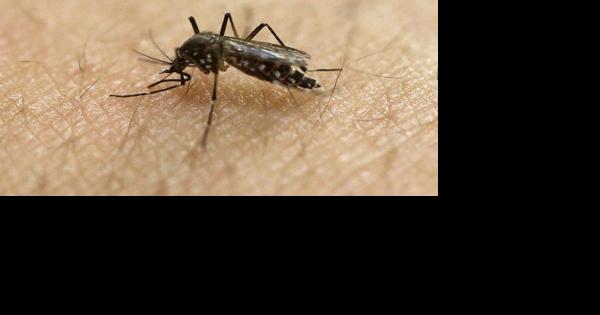 'Tremendous bloom' of mosquitoes swarm the New Orleans area | Environment - Vimarsana News