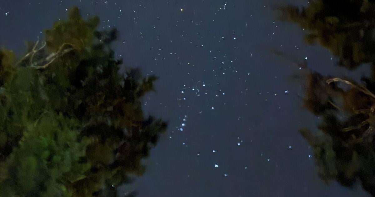 What a close encounter with a mountain lion in rural Texas taught me