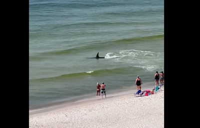 Shark at Orange Beach