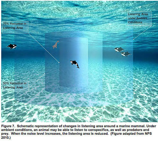 Good For Oil Exploration, Bad For Whales: Seismic Air Guns At Issue In ...