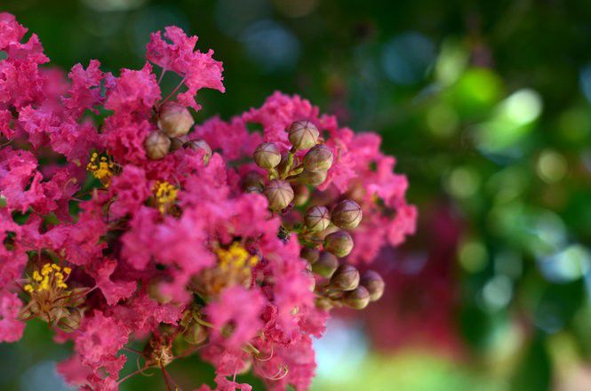 This week's gardening tips: what to do about splitting citrus fruit ...