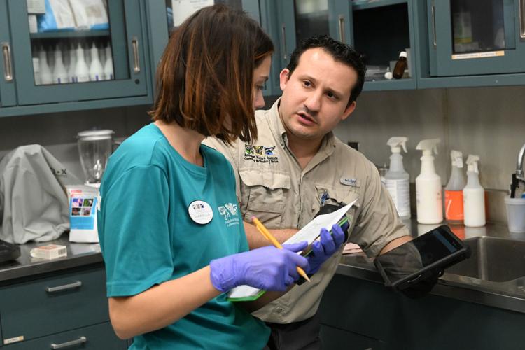 Audubon center offers life-saving care for endangered sea turtles ...