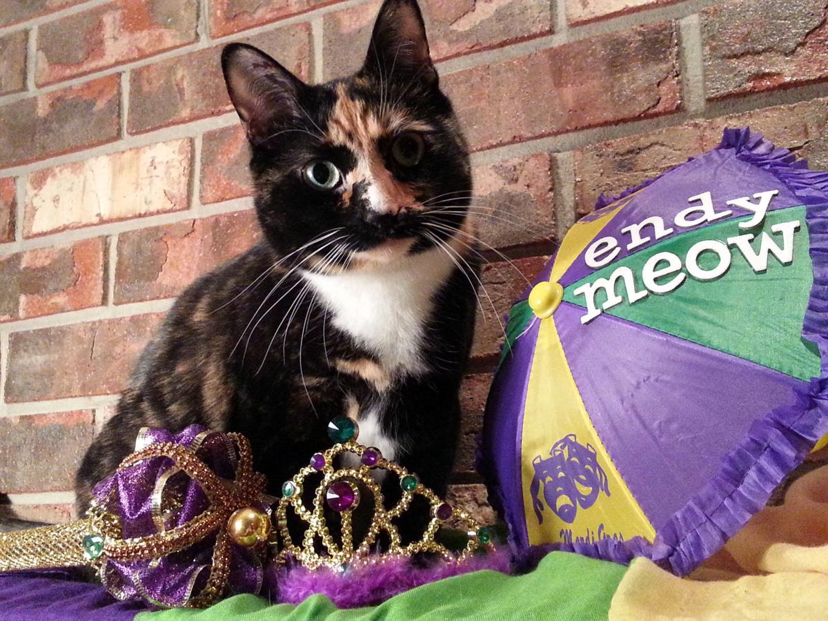 Purr Fect Choices Kitty Carnival Krewe Endymeow Crowns Feline