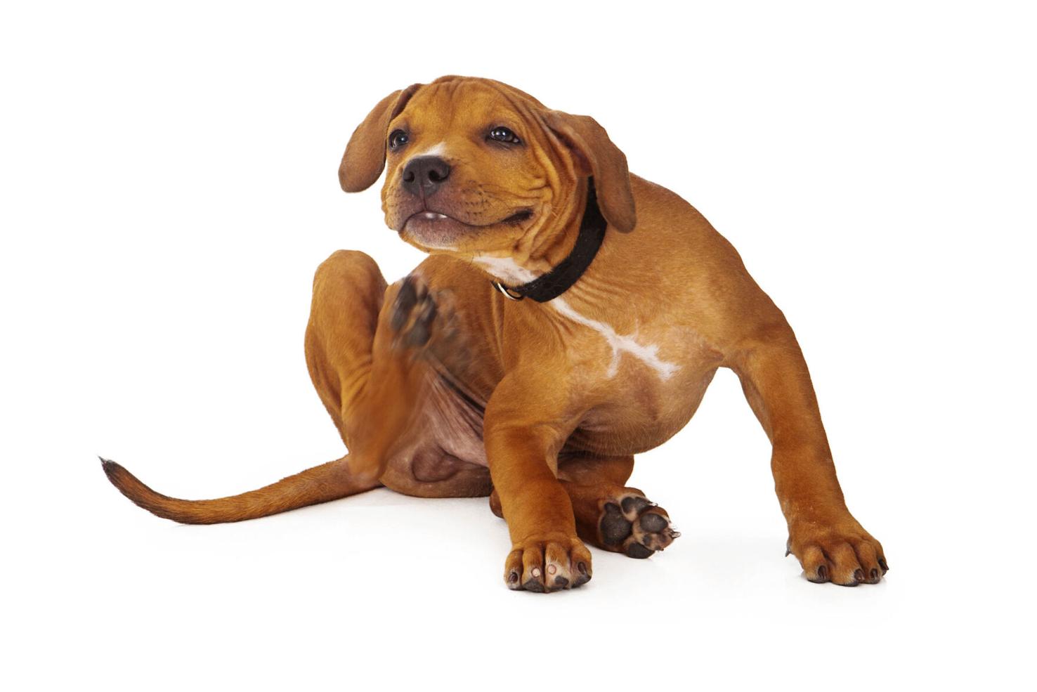 Flea season is here; check with your vet on a prevention plan for your ...