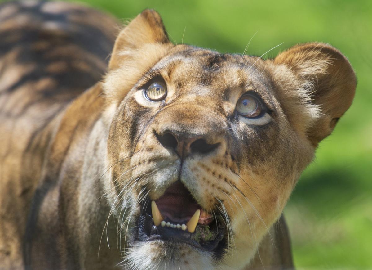 Audubon Zoo Unveils New Lion Exhibit To Public Bringing Iconic Roar Back To New Orleans News Nola Com John in a new lion king promo image. audubon zoo unveils new lion exhibit to
