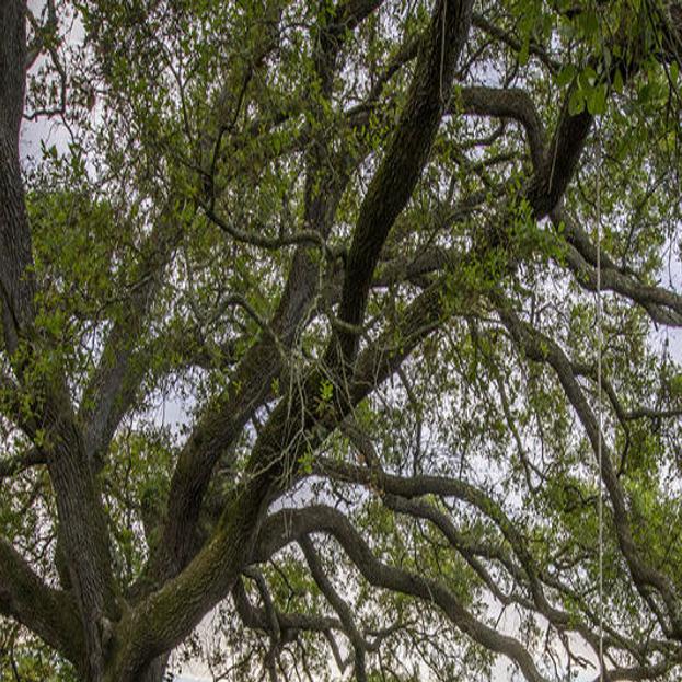 Here S What To Do With Sprouts At The Roots Of An Oak Tree Home Garden Nola Com