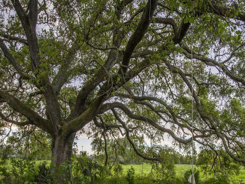 Here S What To Do With Sprouts At The Roots Of An Oak Tree Home Garden Nola Com