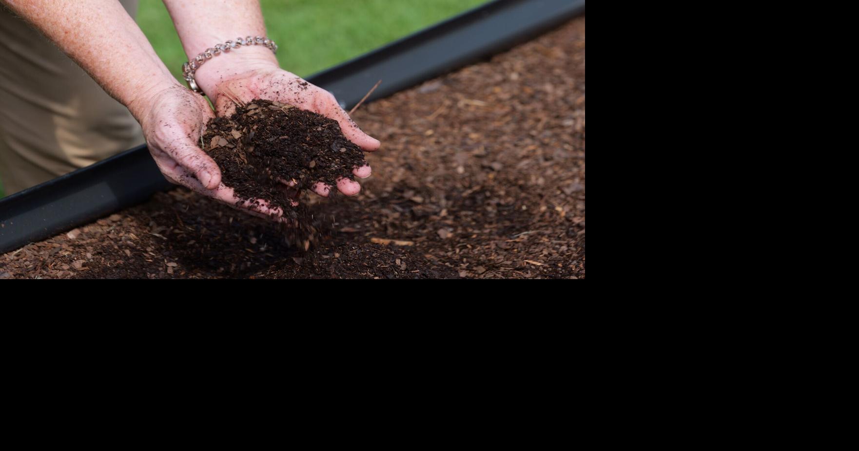 Raised beds put gardening within easy reach. Here's why non-traditional option may work for you.
