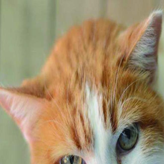 Animal Rescue For Dec 9 2015 News Nola Com