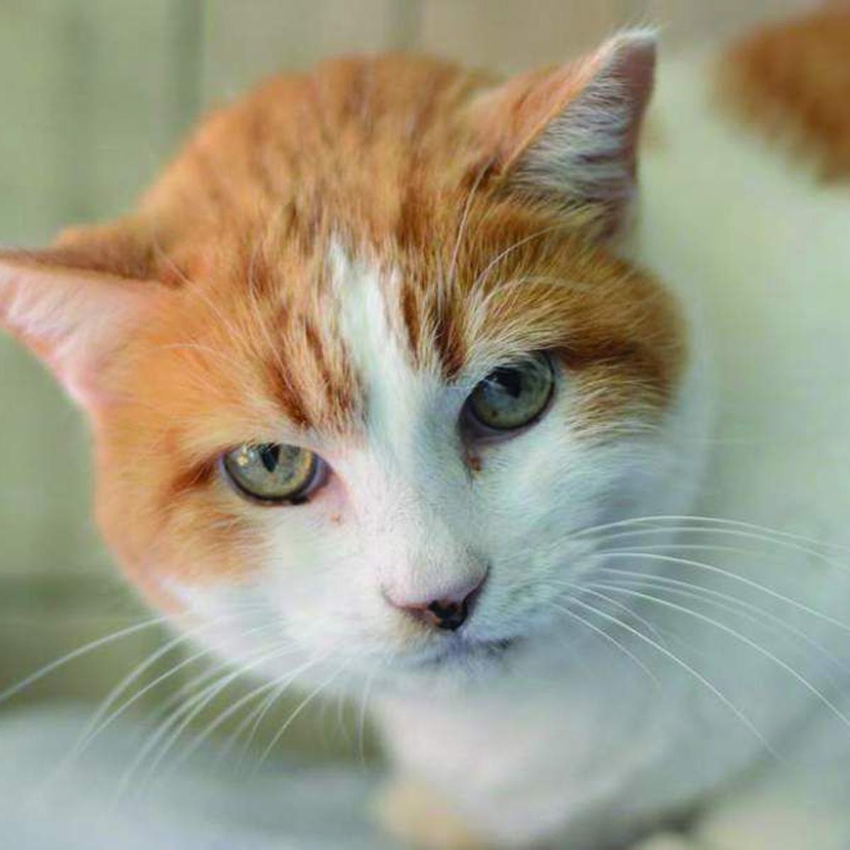 Animal Rescue For Dec 9 2015 News Nola Com