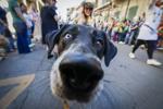 Barkus Parade 28.jpg