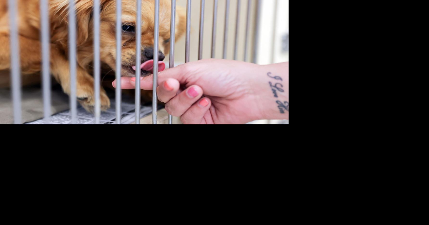 Photos: Jefferson Parish animal shelter to become JPAWs as focus turns ...