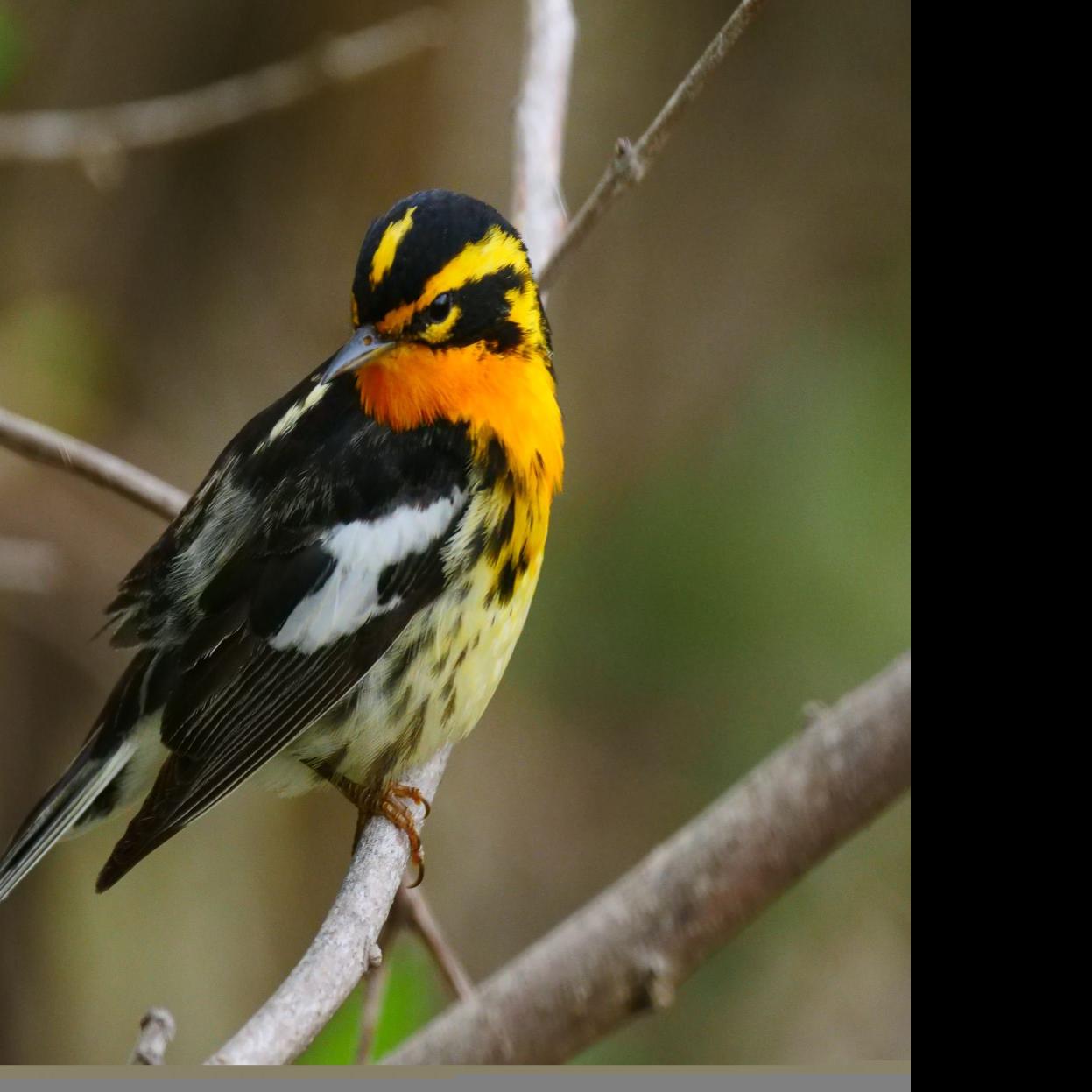 Welcome Migratory Birds To Your Back Yard With These Tips From The