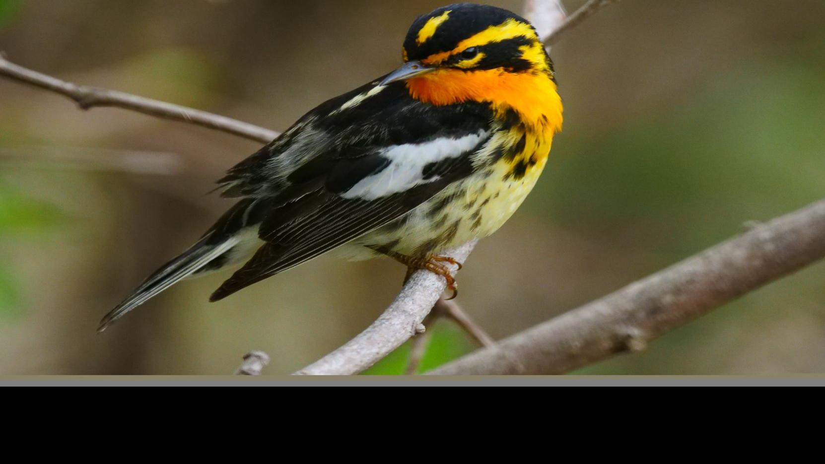 Welcome Migratory Birds To Your Back Yard With These Tips From The Audubon Society Home Garden Nola Com