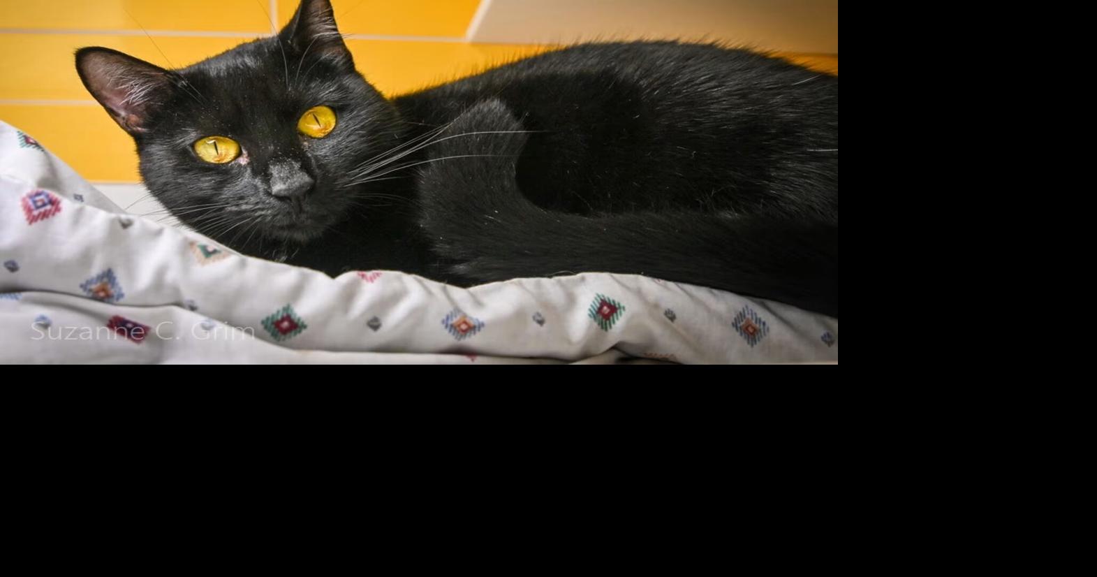 Meet Jemma, the regal, affectionate cat with good manners and our pet of the wee...
