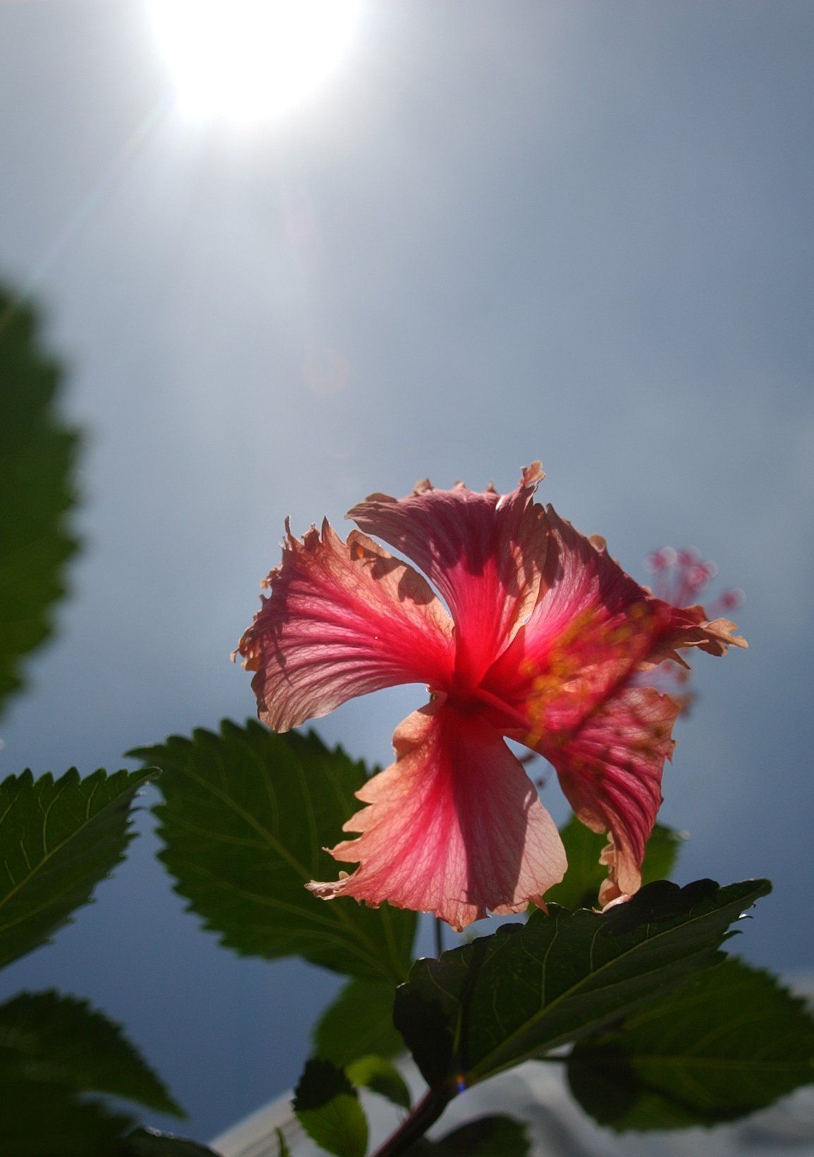 How To Plant Prune And Fertilizer Hibiscus Plants For An Optimal Floral Show Home Garden Nola Com