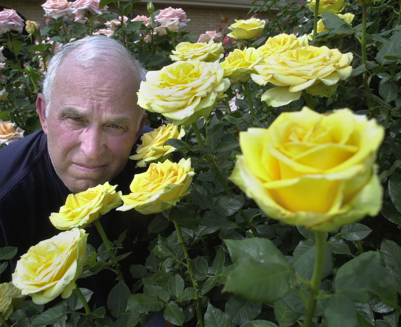 Getting Roses Into Shape A Primer On Rose Pruning Home Garden Nola Com