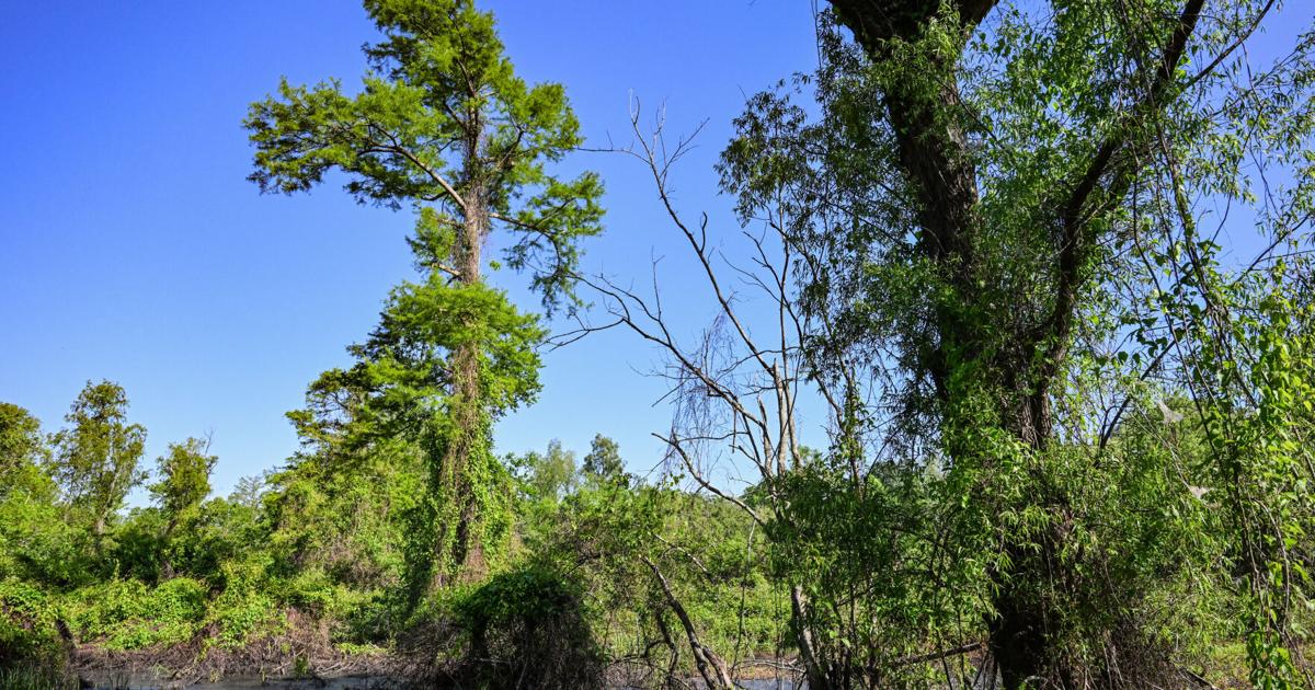 Letters: Don't let Mississippi River bridge project destroy rare cypress forest