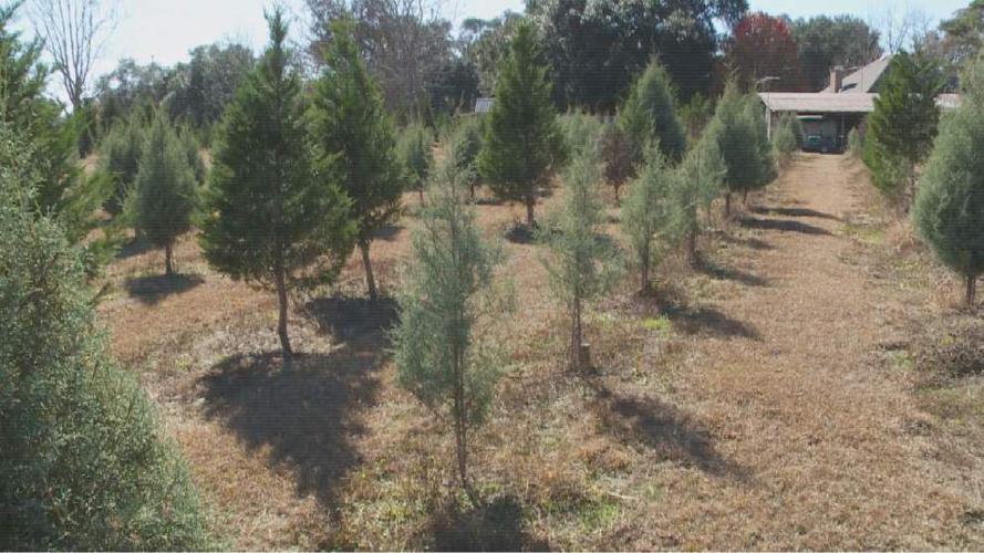 Grinch stole north shore tree farm’s Christmas this year St. Tammany community news