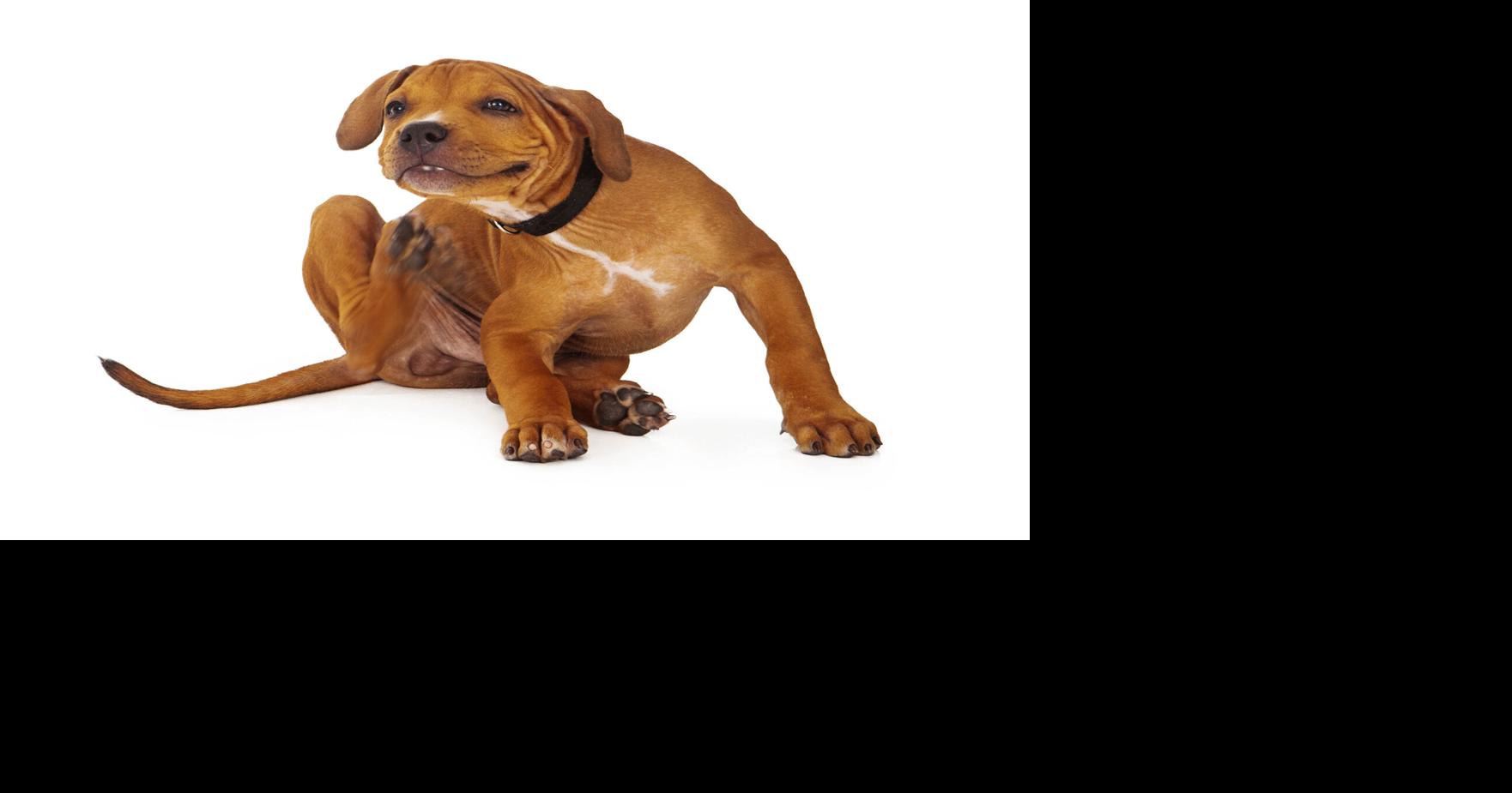 Dog's scooting across the floor? Here's what that behavior might mean.