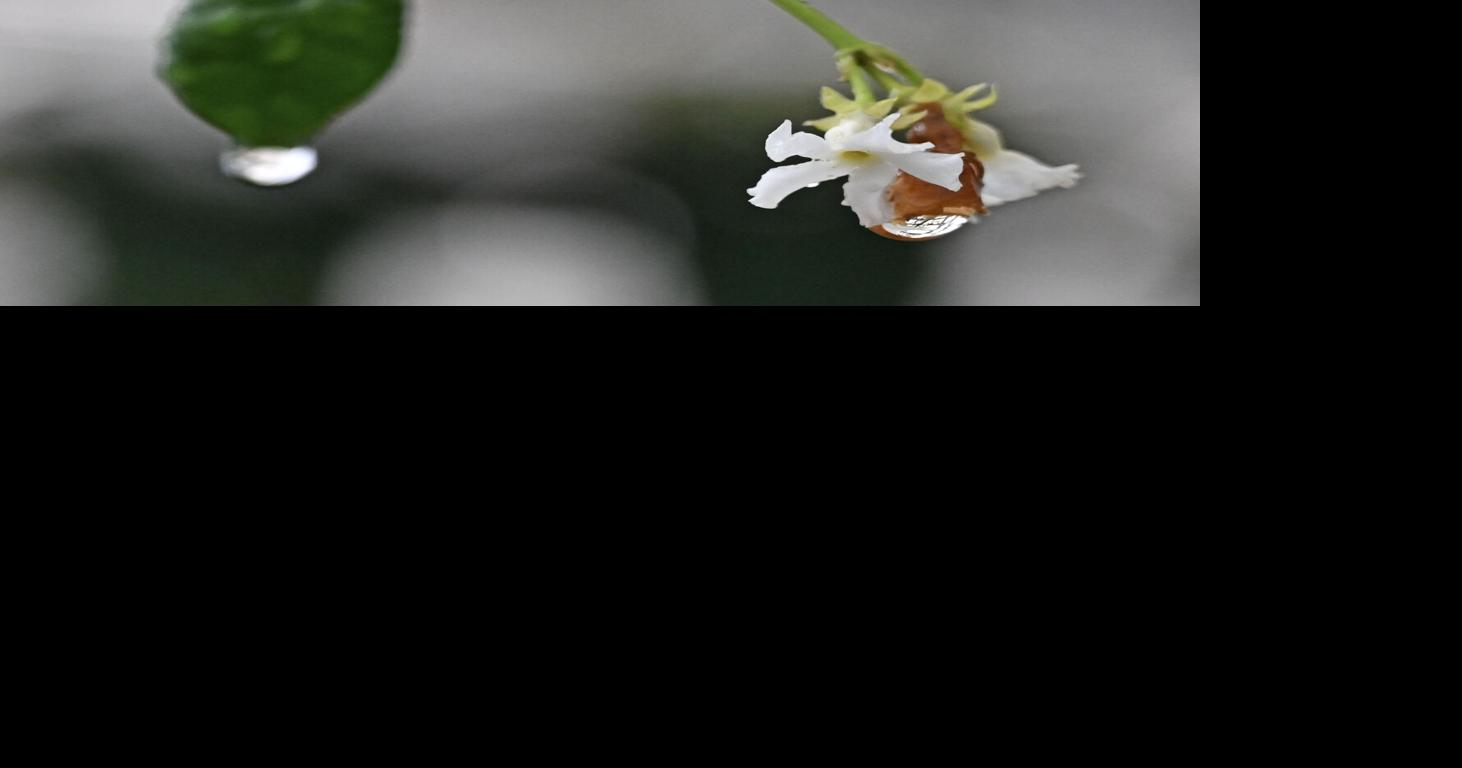 Heavy rainfall can have a negative effect on plants. Dan Gill explains how.
