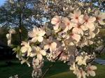 MaconCherryBlossoms_CreditRuthSykes.jpg